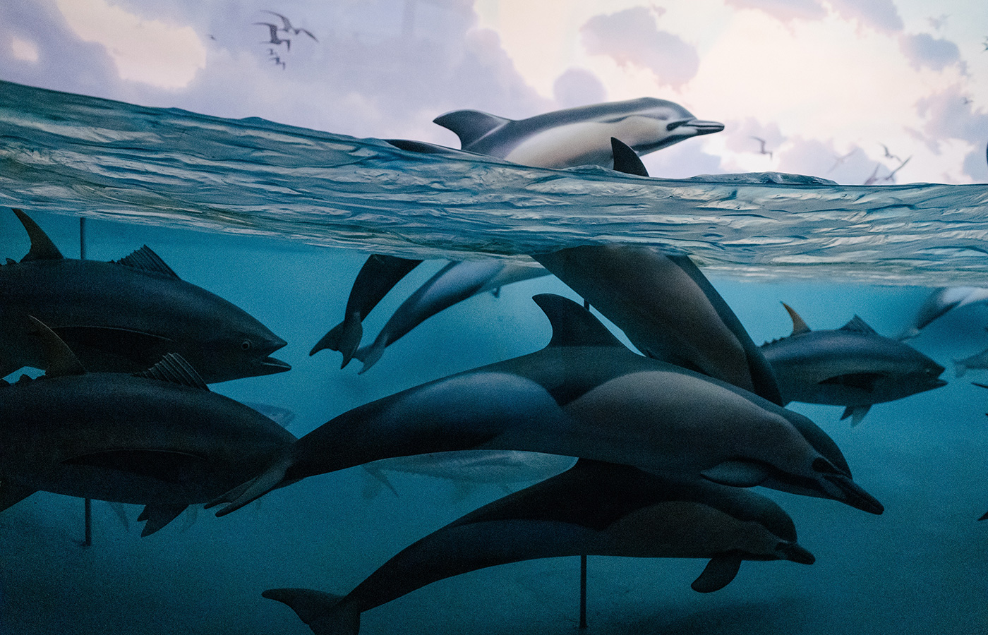 Floridas Underwater Creatures